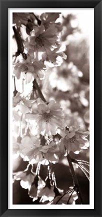 Framed Blossom Triptych II Print