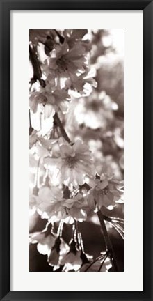 Framed Blossom Triptych II Print