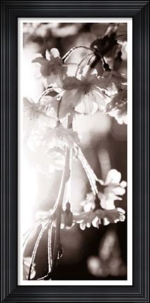 Framed Blossom Triptych III Print