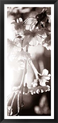 Framed Blossom Triptych III Print