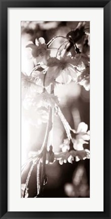 Framed Blossom Triptych III Print