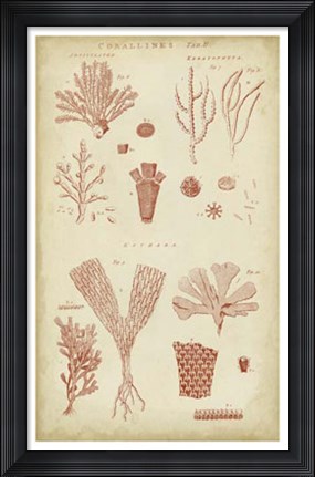 Framed Coralline I Print