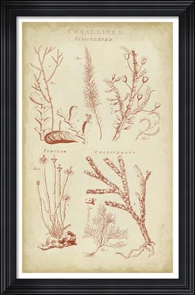 Framed Coralline II Print