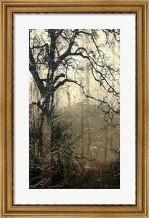 Framed Wooded Solace I Print