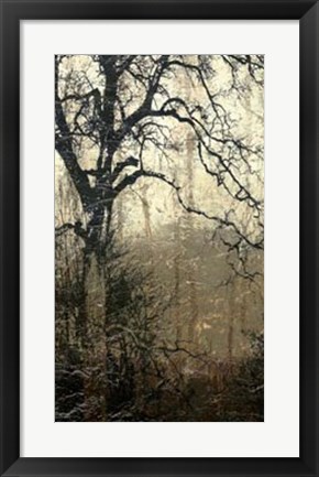Framed Wooded Solace I Print
