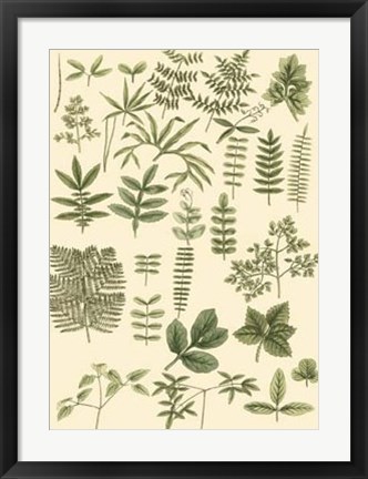 Framed Abundant Foliage II Print