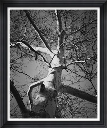 Framed Classic Birch I Print