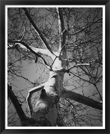 Framed Classic Birch I Print