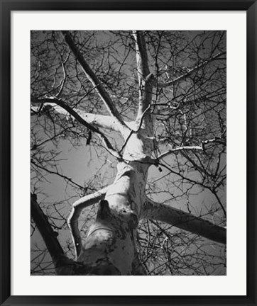 Framed Classic Birch I Print