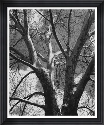 Framed Classic Birch II Print