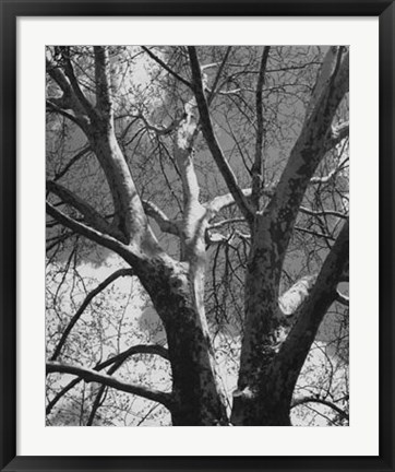 Framed Classic Birch II Print