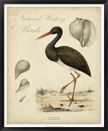 Framed Heron Anthology I Print