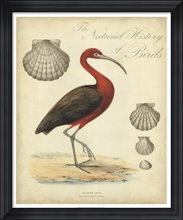 Framed Heron Anthology II Print