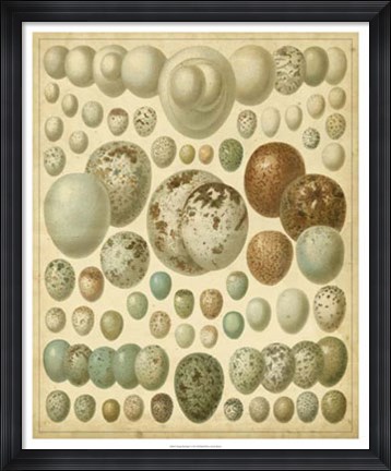 Framed Vintage Bird Eggs I Print