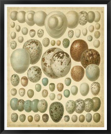 Framed Vintage Bird Eggs I Print