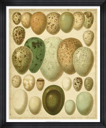 Framed Vintage Bird Eggs II Print