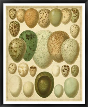 Framed Vintage Bird Eggs II Print