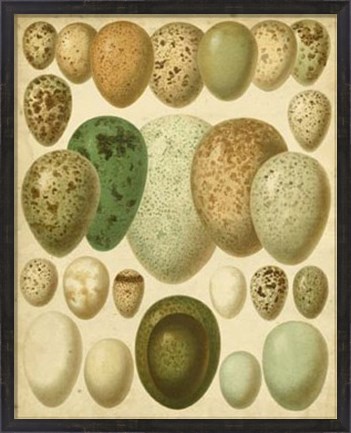 Framed Vintage Bird Eggs II Print