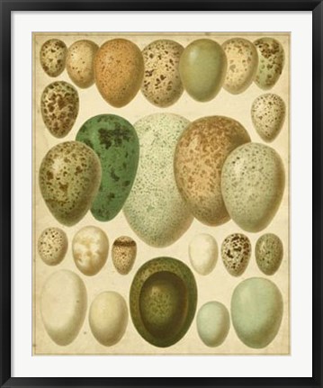 Framed Vintage Bird Eggs II Print