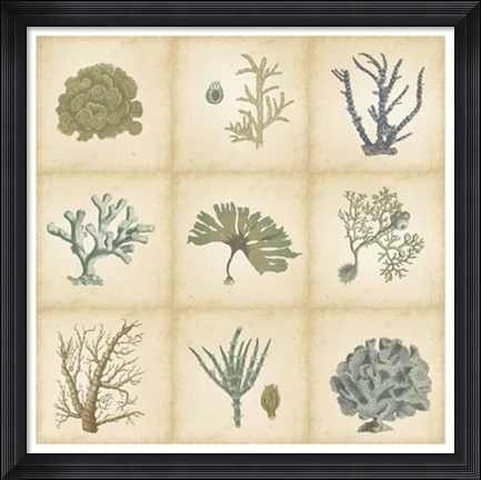Framed Coral Curio Print