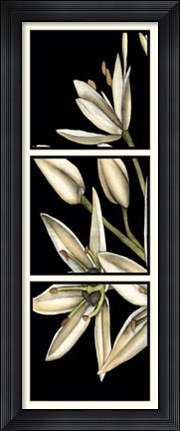 Framed Graphic Lily I Print