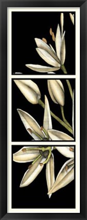 Framed Graphic Lily I Print