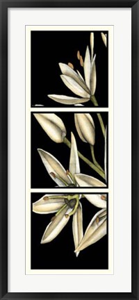 Framed Graphic Lily I Print