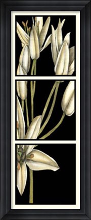 Framed Graphic Lily II Print