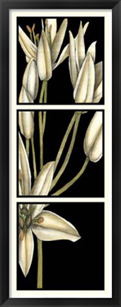 Framed Graphic Lily II Print