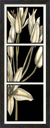 Framed Graphic Lily II Print
