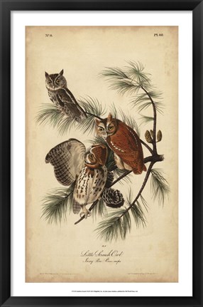 Framed Audubon Screech Owl Print