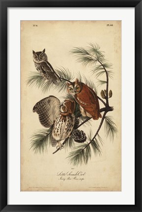 Framed Audubon Screech Owl Print