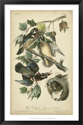 Framed Audubon Wood Duck Print