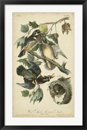 Framed Audubon Wood Duck Print