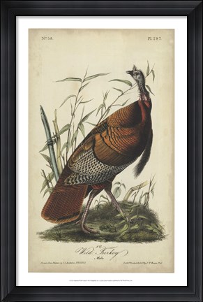 Framed Audubon Wild Turkey Print