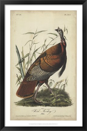 Framed Audubon Wild Turkey Print