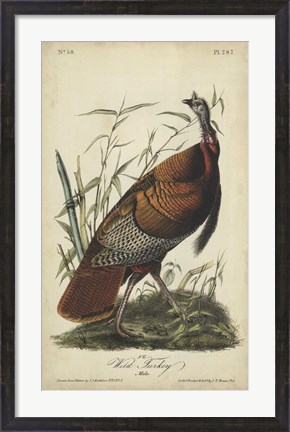 Framed Audubon Wild Turkey Print