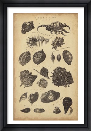 Framed Study of Shells I Print