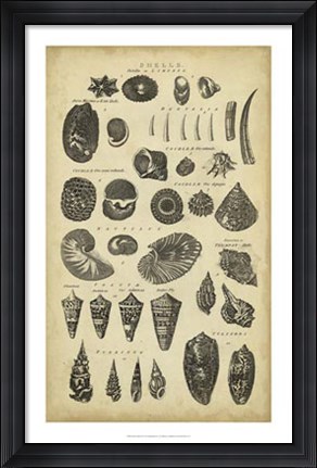 Framed Study of Shells II Print