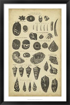 Framed Study of Shells II Print