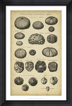 Framed Study of Shells III Print