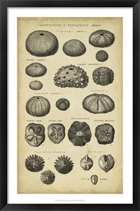 Framed Study of Shells III Print