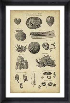 Framed Study of Shells IV Print