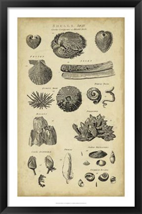 Framed Study of Shells IV Print