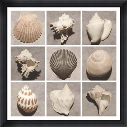 Framed Weathered Shell Sampler Print