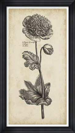 Framed Singular Beauty I Print