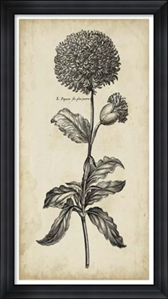 Framed Singular Beauty II Print