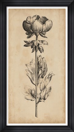 Framed Singular Beauty III Print