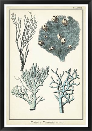Framed Oversize Coral Species II Print