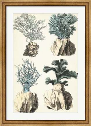 Framed Oversize Coral Species III Print